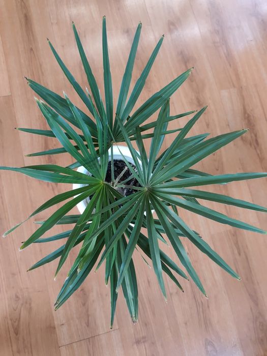 Пальма трахикарпус Форчуна