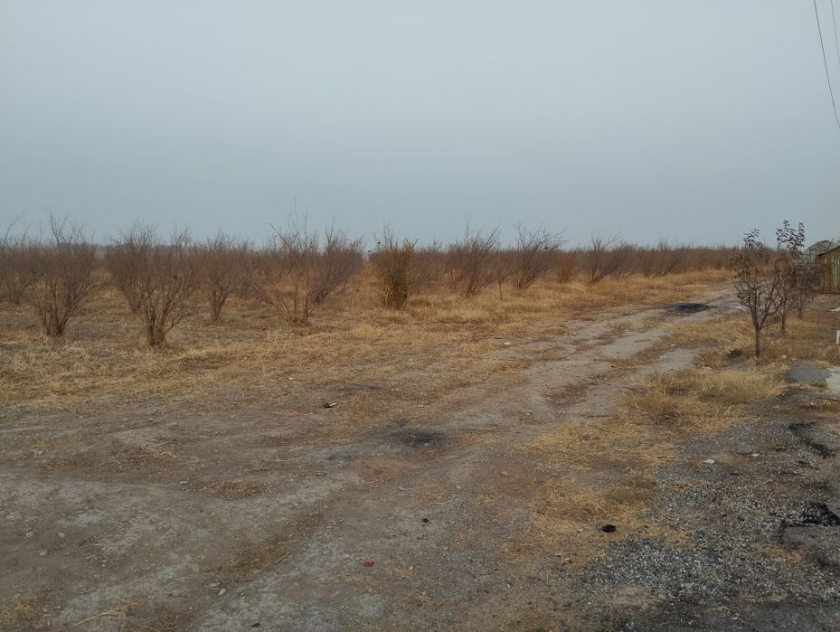 Анор бог 5 йиллик