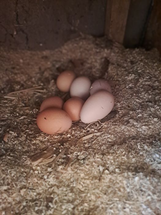 Продам куры 5000