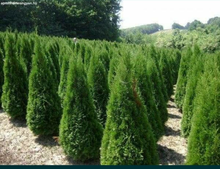Thuja smaragd oferta 2m+