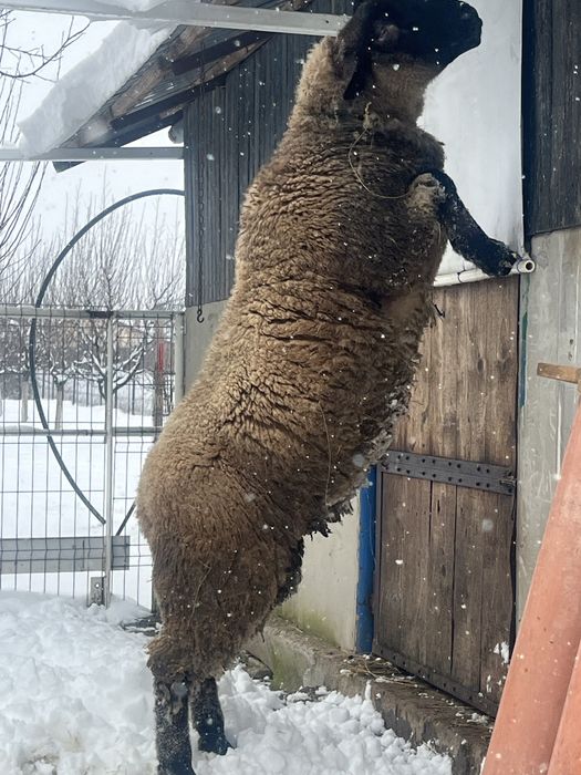 Disponibil berbecuț Suffolk