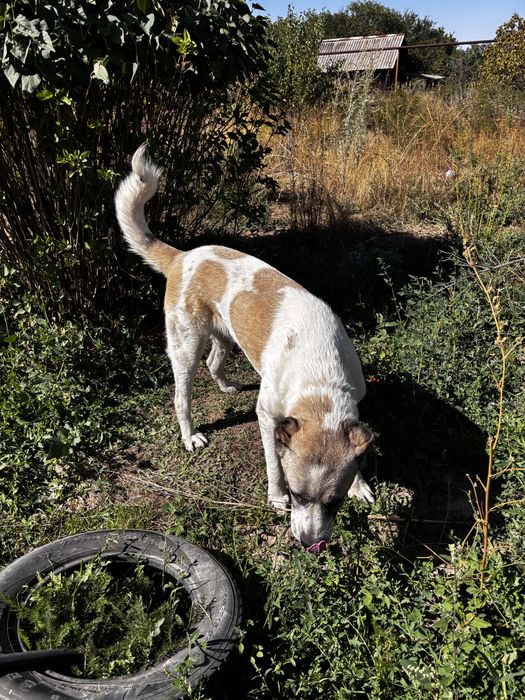 Алабай, САО (мальчик)