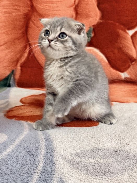 Веслоухая шотландская кошечка
