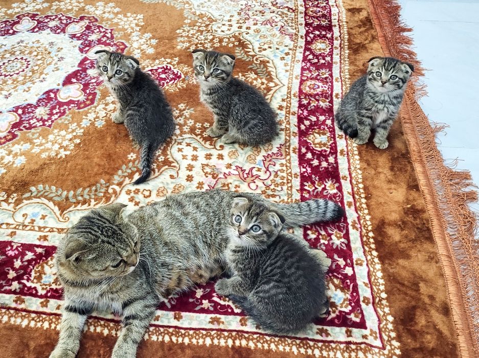 Продам шотландских котят