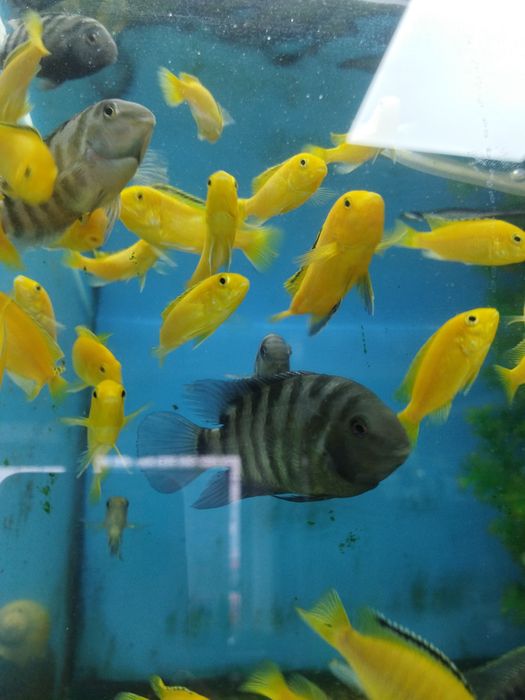 РыбкаЦихлида магазинАфалина. Навои Торайгырова