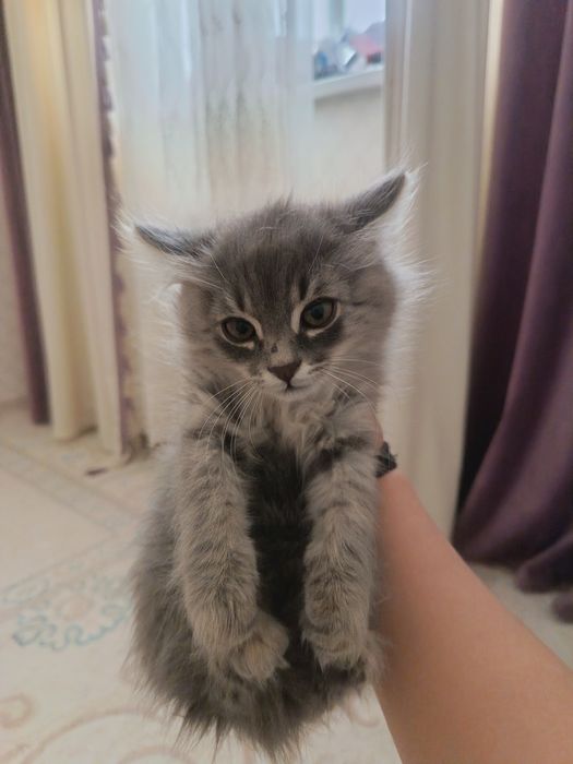 Котенок мальчик парода мэй кун срочно надо продать!