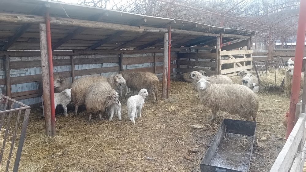 Vand oi tinere fătate