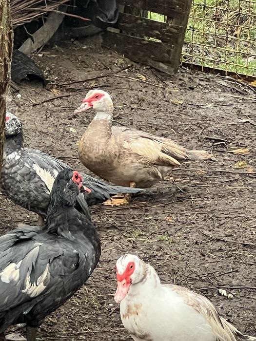 De vanzare rațe leșești