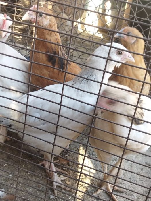 Продам куры домашние