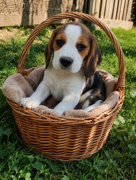 Pui beagle tricolor