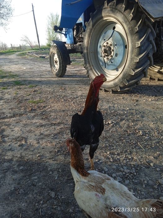 Xòroz dakan toza zotli