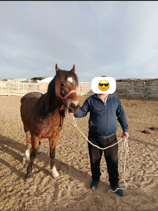 Алты жасар міңгі айғыр сатылады