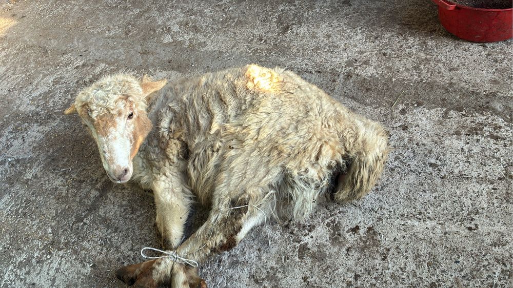 Жемделген семіз қойлар