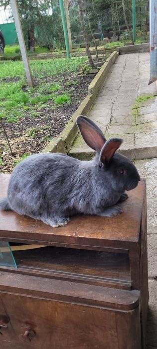 Зайци немска пеперуда