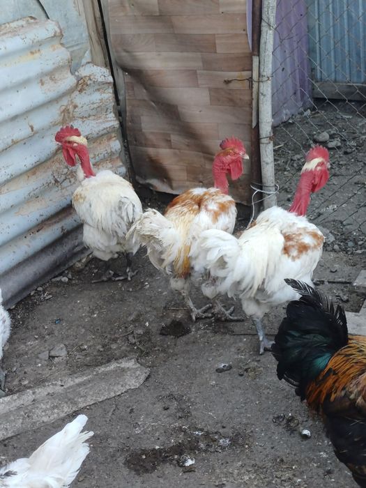 Цыплята голошейки