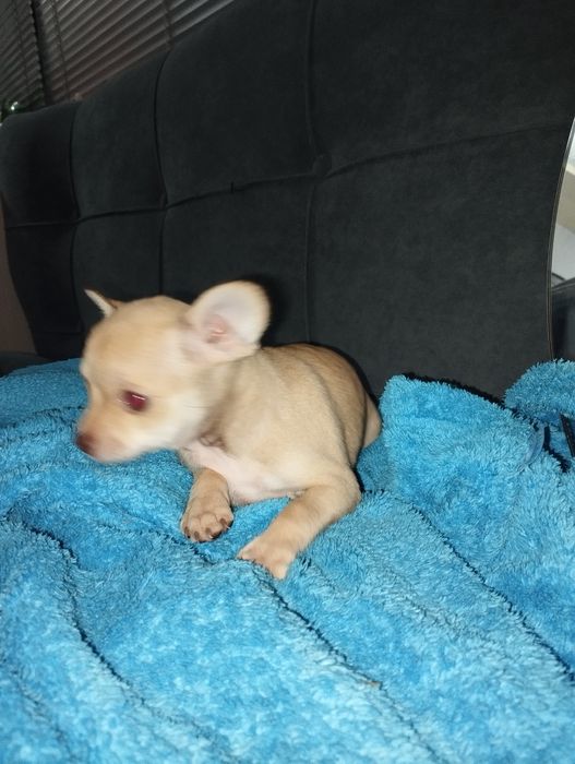 Чихуахуа щенки остались 2 девочки