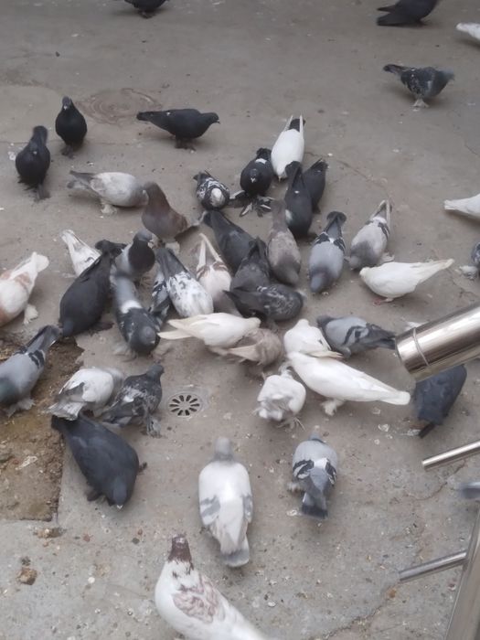 Mana xel kaftarlar sotiladi