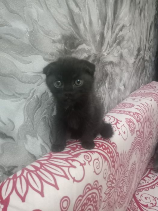 Продам вислоухого котенка