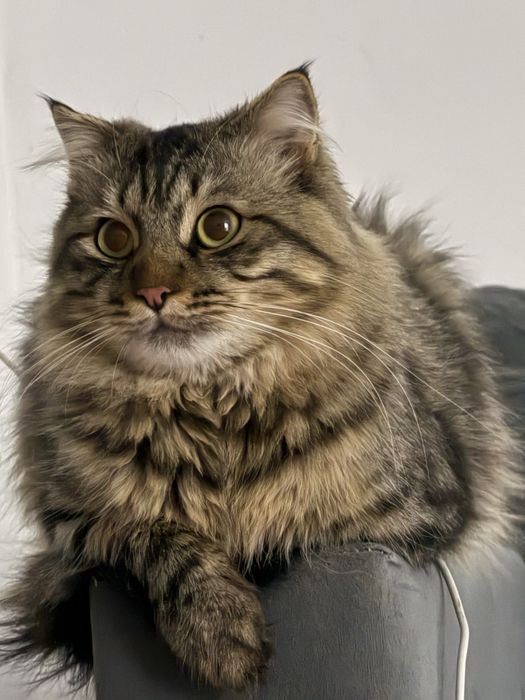 Отдаю кота в хорошие руки