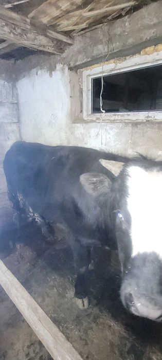 Продам бычков с откорма