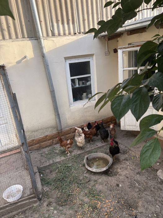 Продаётся куры и петухи