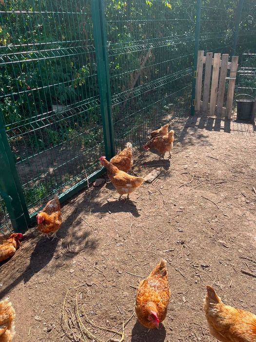 Продам куры-несушки Ломан Браун