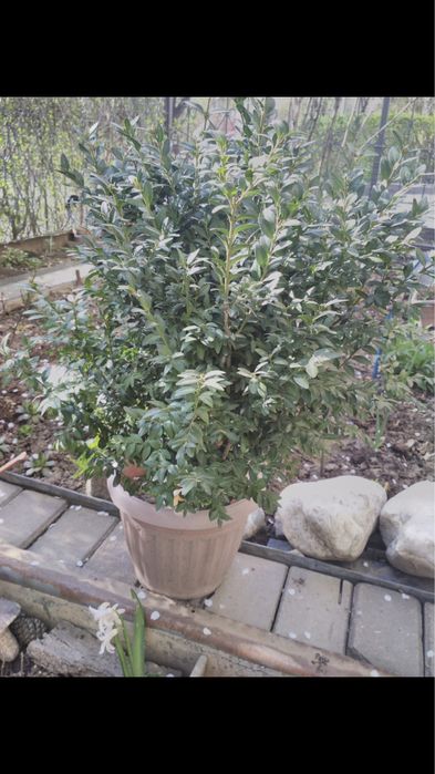 Самшит кустовые