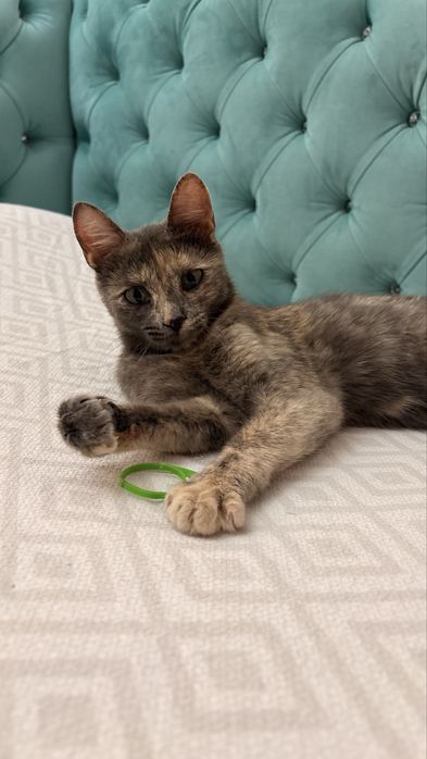 Котенок ищет дом! Срочно!