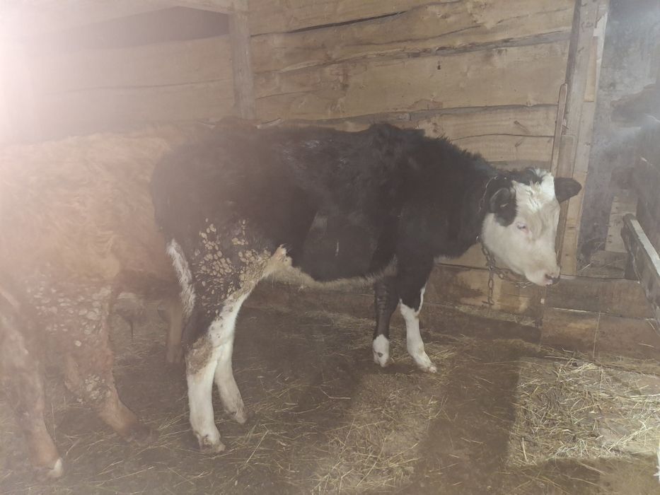 Қашар, баспақ қашар, еркек бұзаулар сатылады