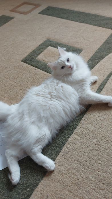 Отдам в добрые руки