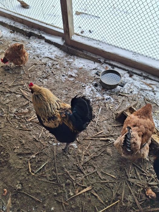 Әтеш Петух сатылады