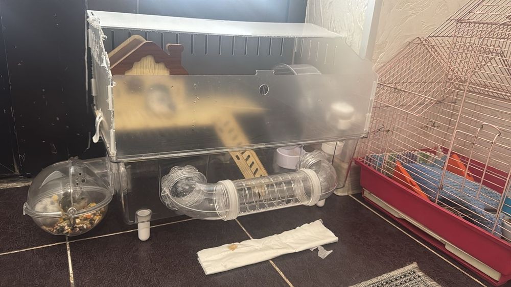 Хомяки джунгарские