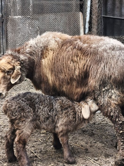 Продам барануху с ягнёнок