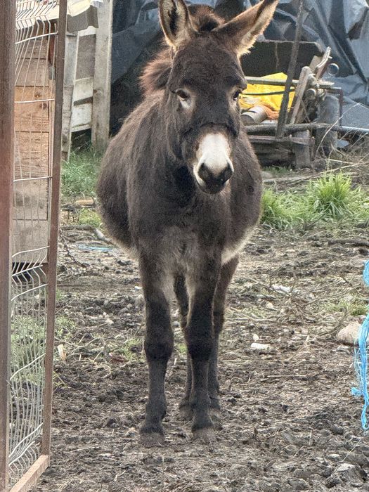 Magar tanar invatat la oi