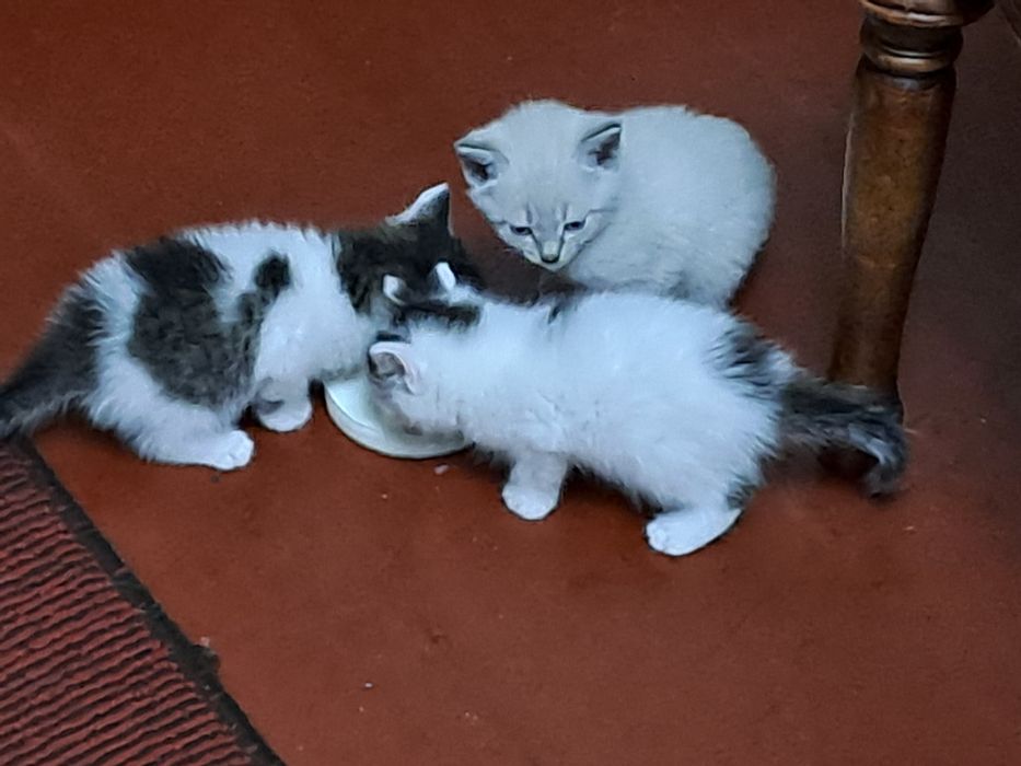 Котята одна кошка 2 кота