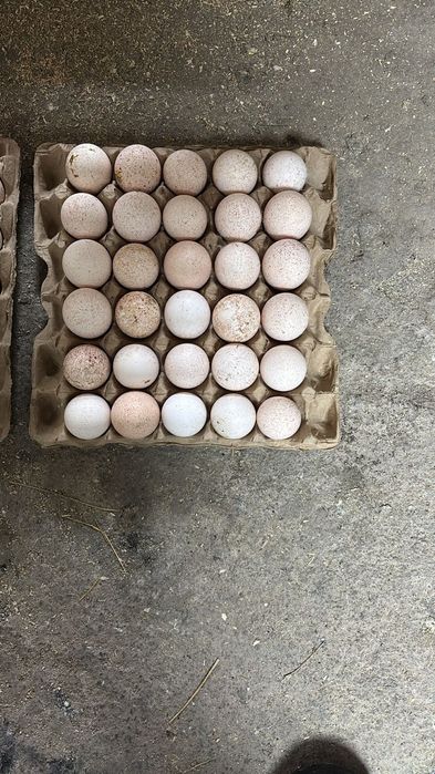 Яйцо индюка инкубационые