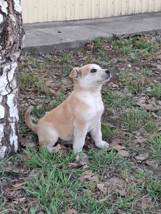 Отдам в добрые руки