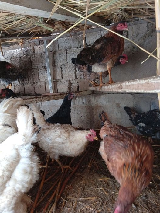 Tovuqlar tuxumga kirgan.
8-9oylik .Hammasi tuxumga kirgan.
Hozirda tux