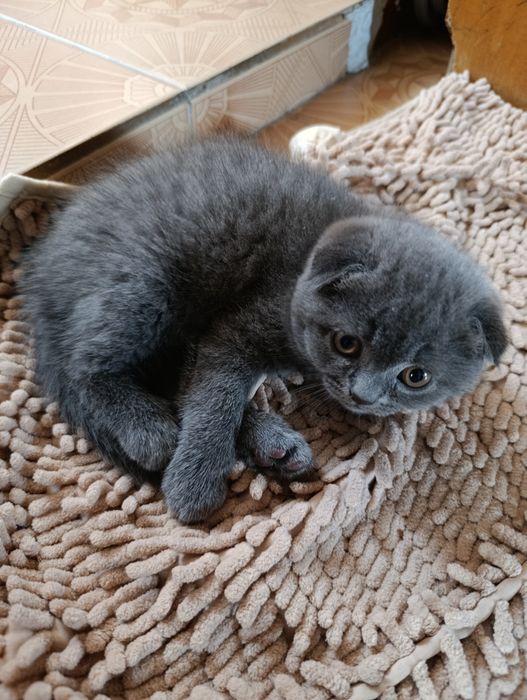 Британски котета