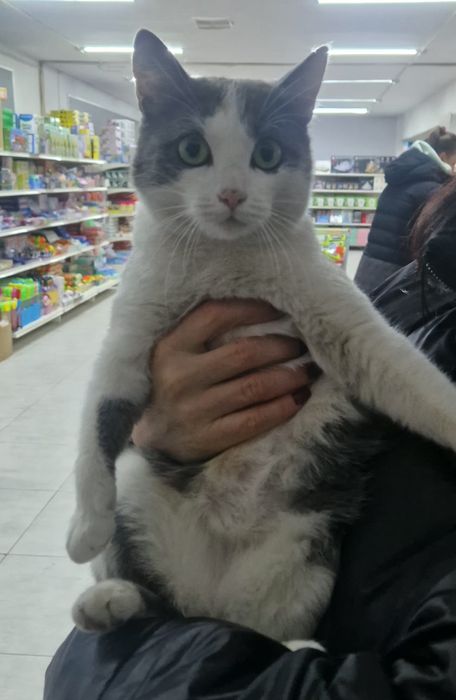 Отдам кошечку бесплатно