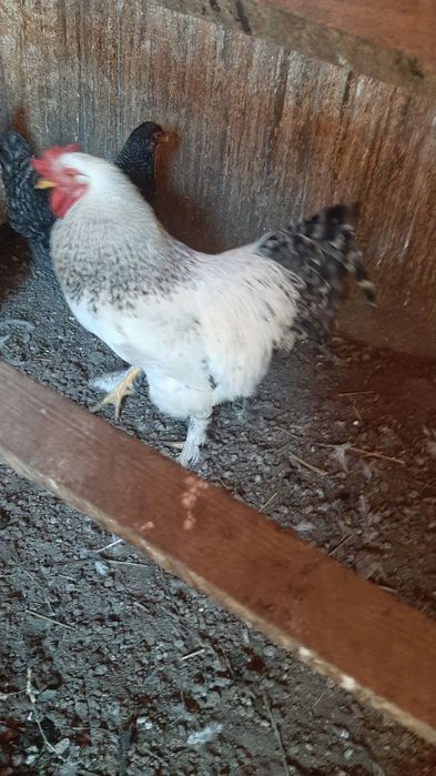 Продам петуха молодой