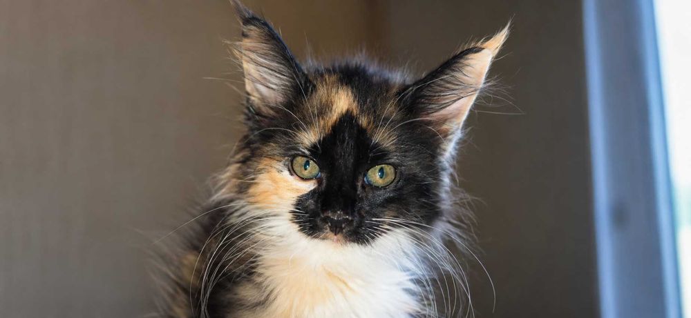 Maine Coon Felisa Lynx Rune Code Pui Maine Coon femelă – Capodoperă Genetică, pedigree(Desen Caramel Rarist) |
