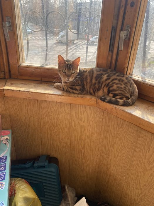 Бенгальская кошка