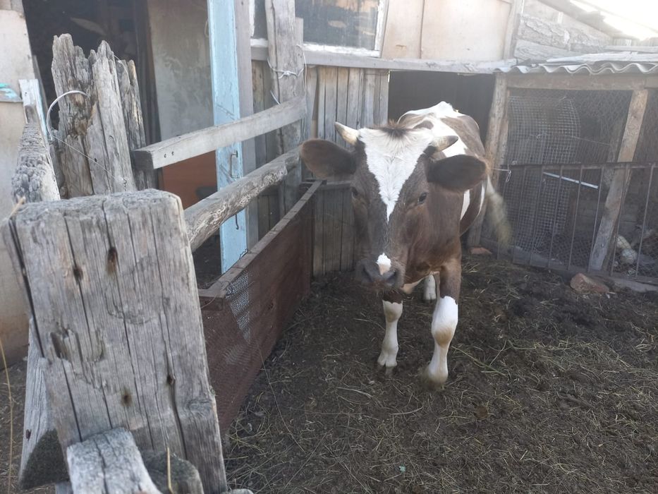 Продам КРС, торг уместен