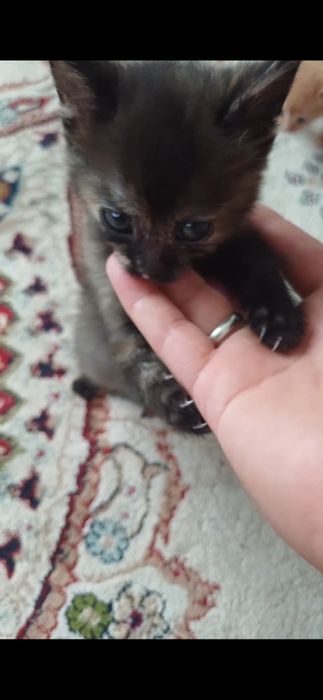 Отдам котёнка девочка