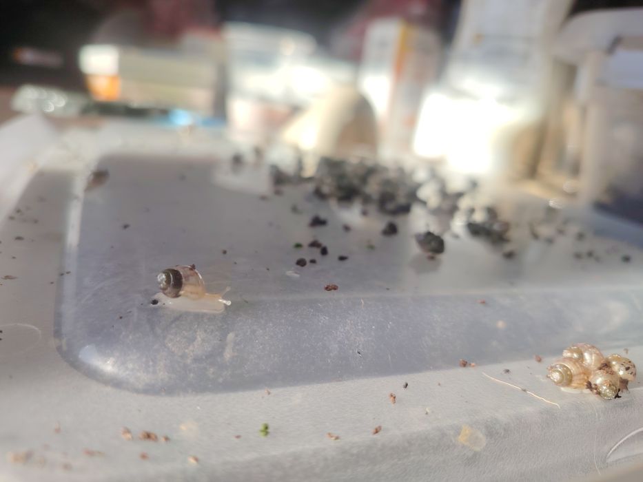 Подарявам африкански охлюви- бебета