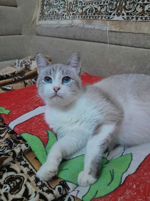 Отдам в добрые руки