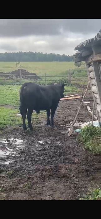 Продаммм бычков 3