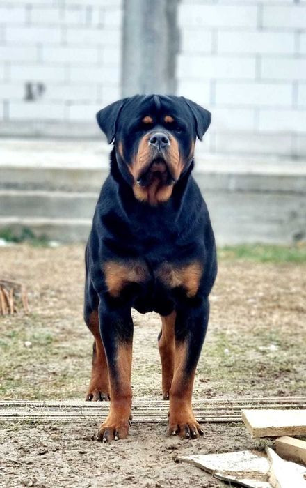 Pui Rottweiler cu pedigree