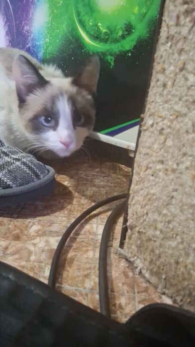 Пропал котенок 6 месяцев